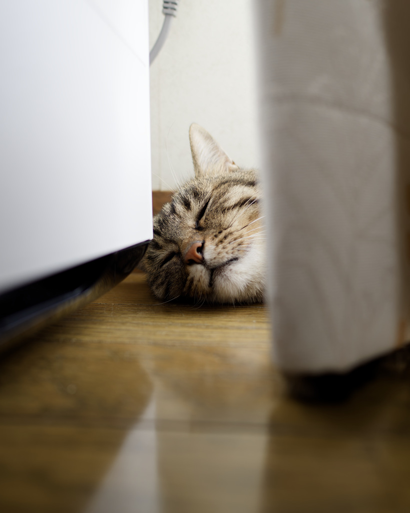 にゃんも
