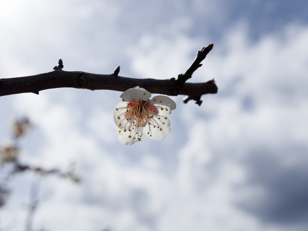UME SKY
