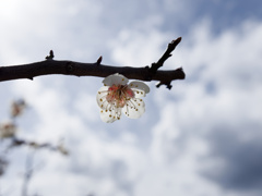 UME SKY