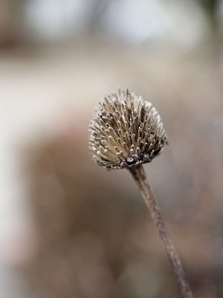 もしょもしょスティック