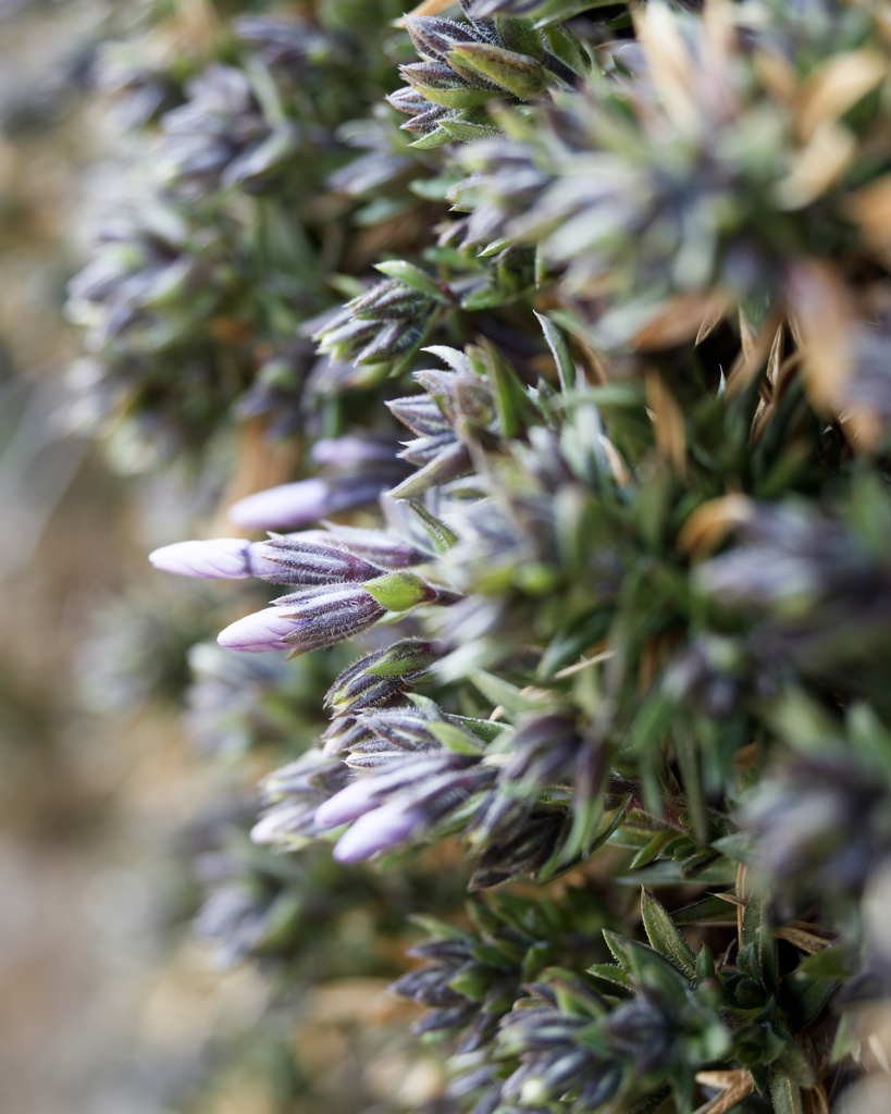 急に元気になってきたつぼみシリーズ