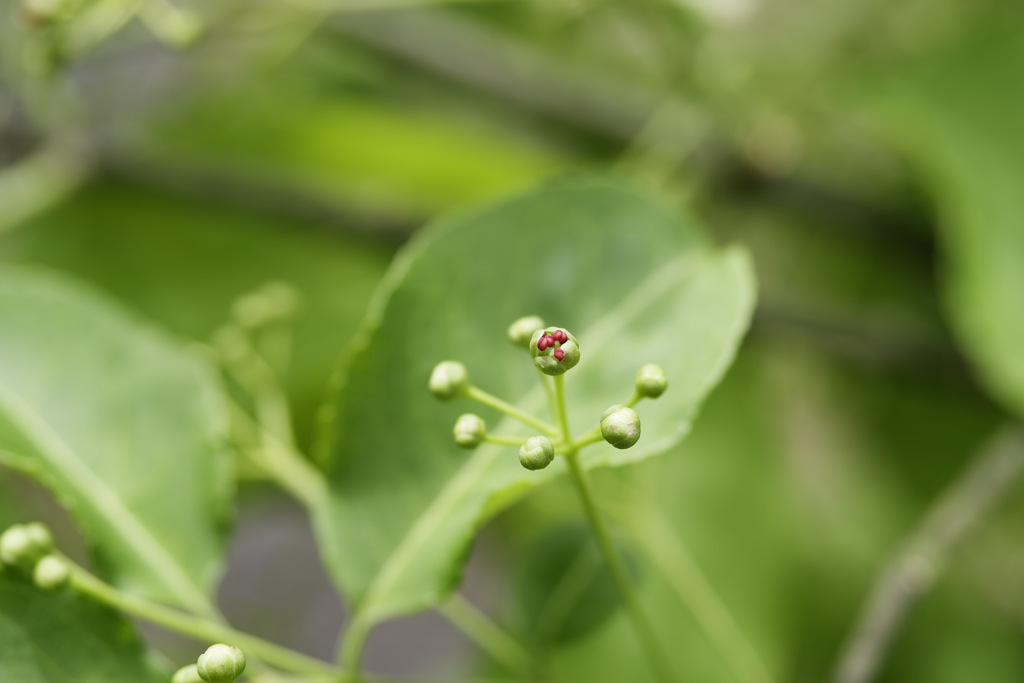 あまりにも控えめな花