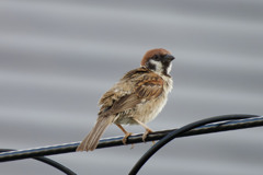 本日のすずめちゃんシリーズ