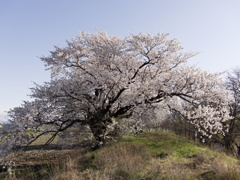 寒いおかげでさきまくり継続中