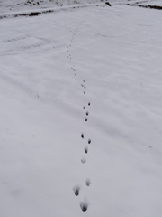あしあと