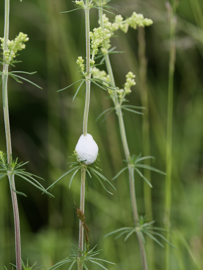 アワフキムシのしわざ