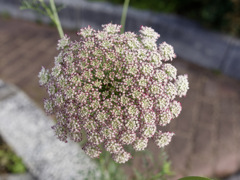 高密度お花が魅力のノラニンジンくん