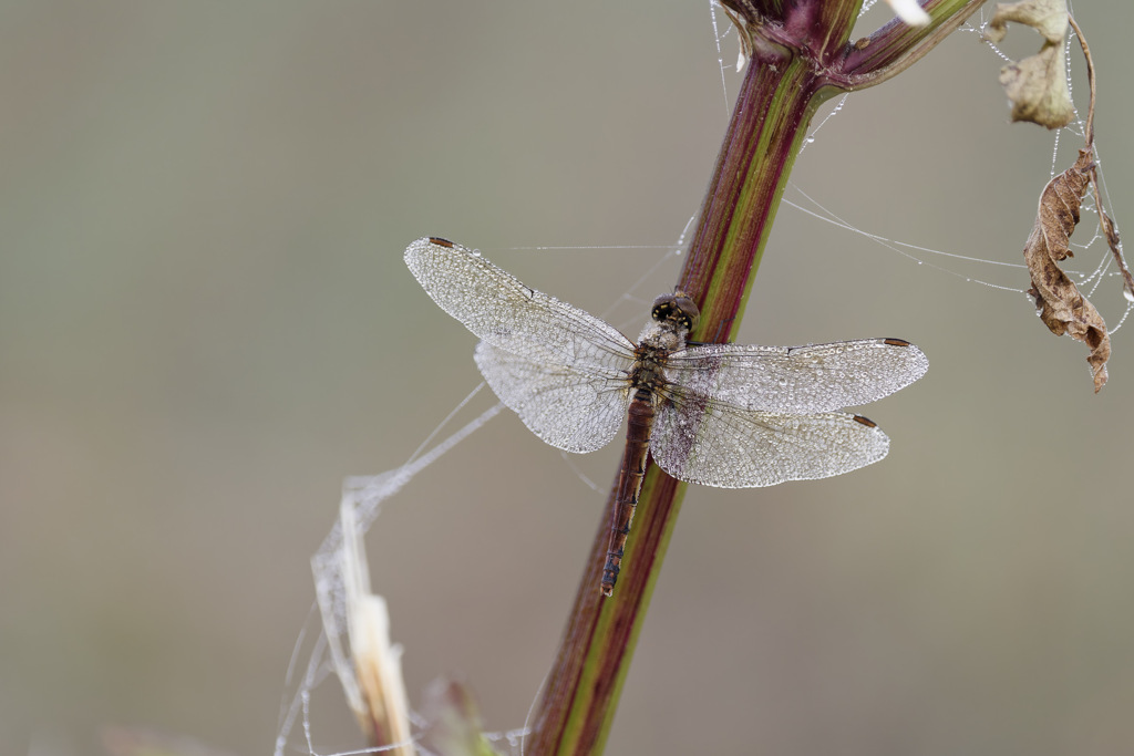 自然のきびしさシリーズ