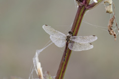 自然のきびしさシリーズ