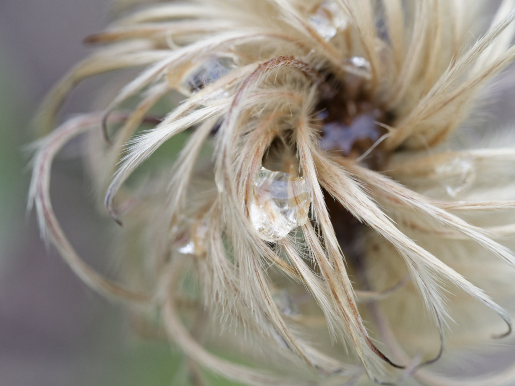 あめしずくシリーズ