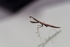 踊るカマキリ on フロントガラス