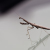 踊るカマキリ on フロントガラス