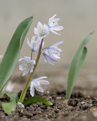 シラー・シベリカちゃん