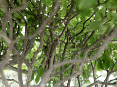 多重スクロール