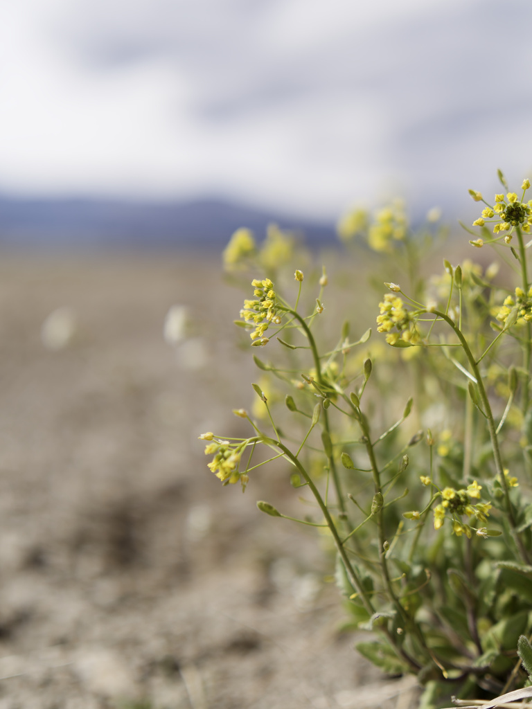 イヌナズナくん