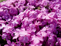 あさつゆシバザクラちゃん