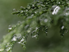 雨しずくぷるぷるシリーズ