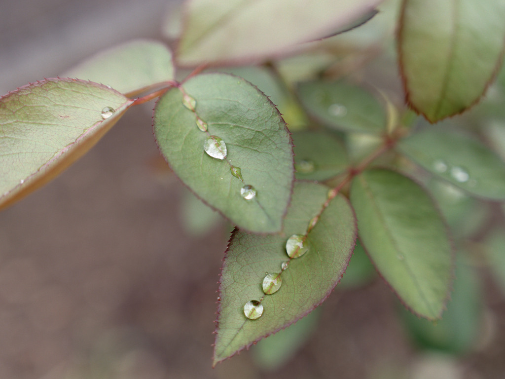 あさつゆシリーズ