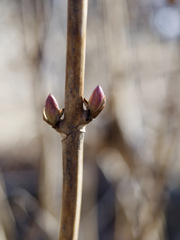 つぼみっちシリーズ