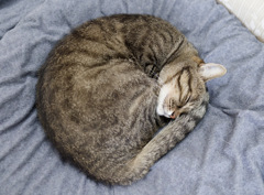 気温が下がることで猫はその丸さを取り戻す