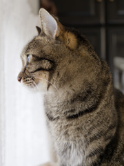にゃんも