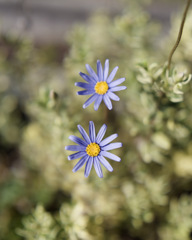 デイジーちゃん