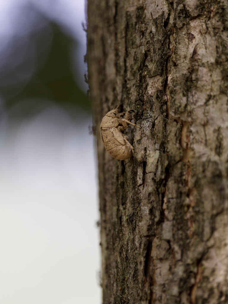 消えたスーツアクター