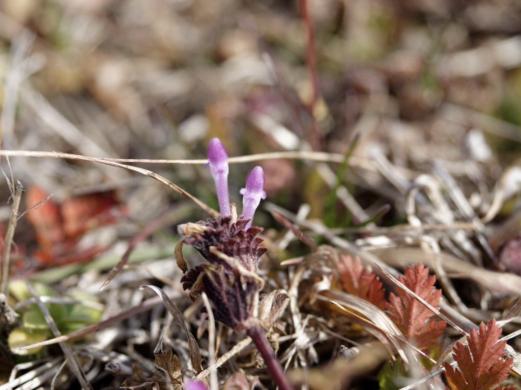 こっそり色づくホトケノザくん