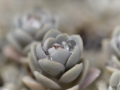 圧倒的ぷるぷる感