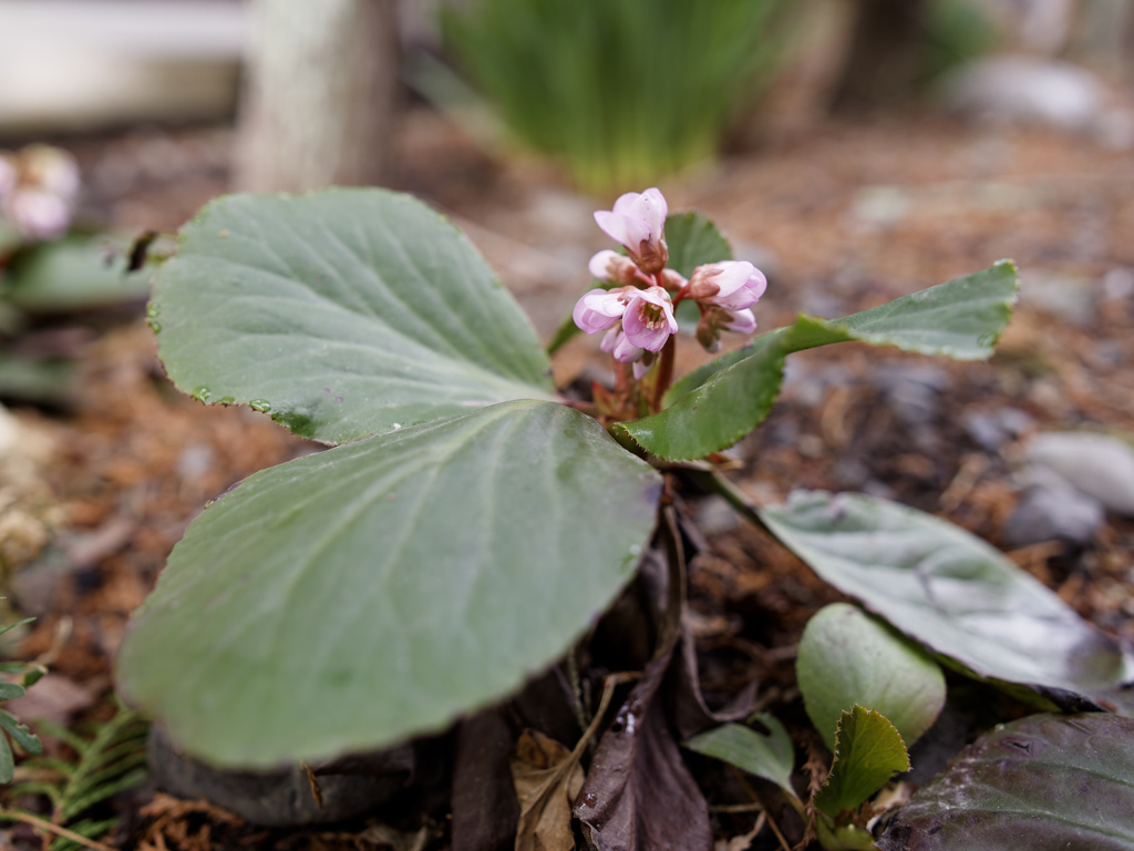 ヒマラヤユキノシタさん