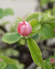 カリンさんの花