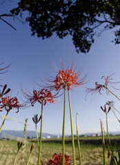 HIGAN-FLOWERS