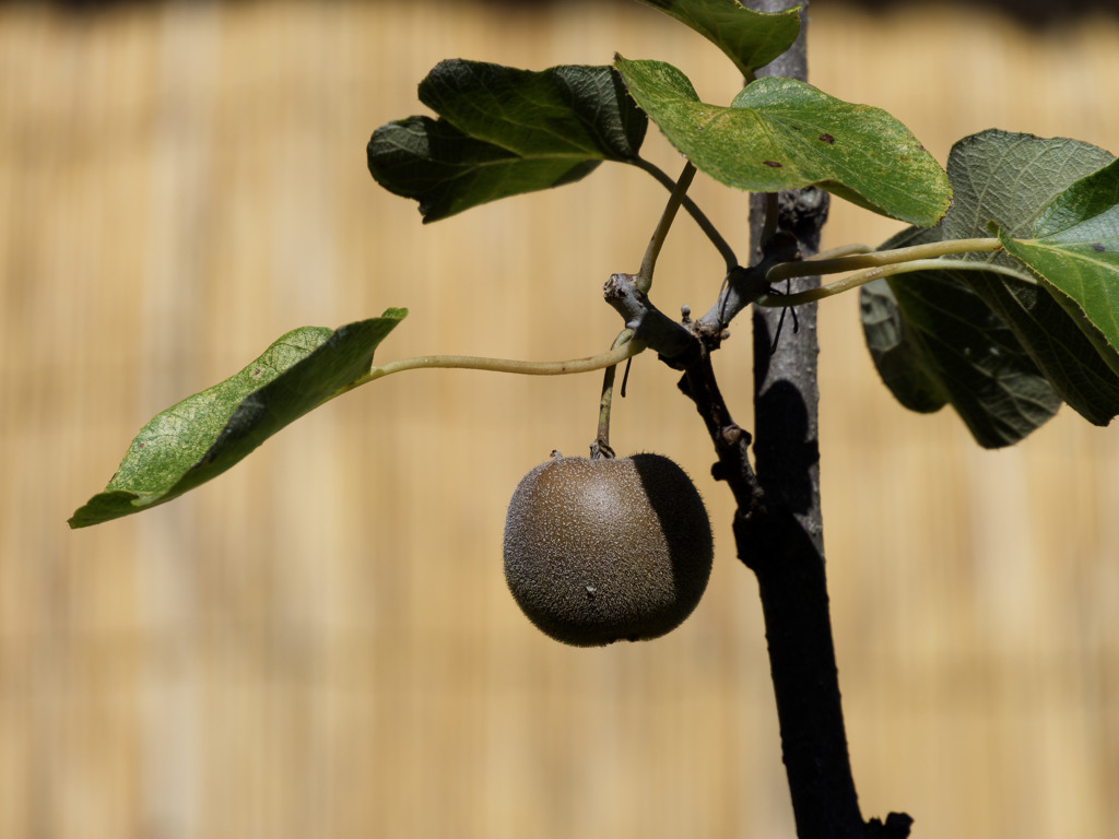 りんごかと思ったらりんごじゃなかった