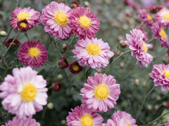 今朝のおきくさんズ