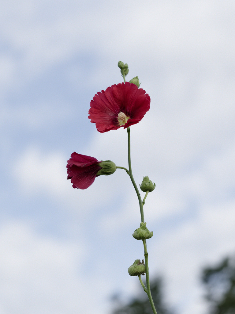 ファイナルタチアオイ