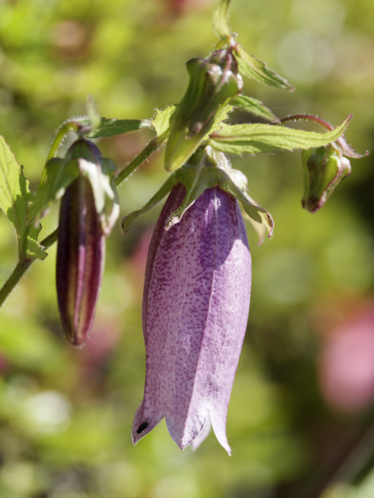 ホタルブクロさん