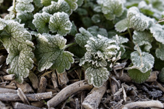 冷凍草シリーズ