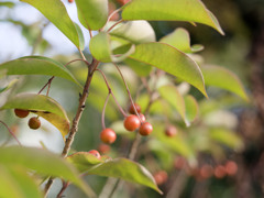 あききのみシリーズ