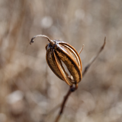 ﾐｽﾀｰﾍﾝﾘｰ