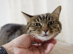 にゃんも