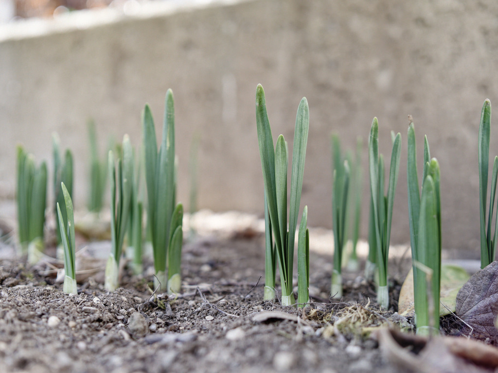 にょきにょきくん