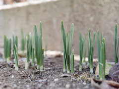 にょきにょきくん