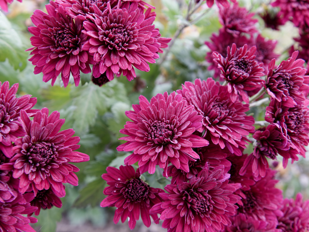 今朝のキクさん