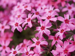 シバザクラくんたち