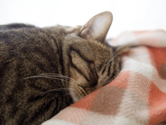 にゃんも