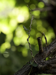 絡みつきのプロ