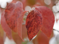 あきいろシリーズ