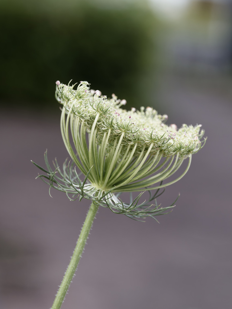 花が終わったノラニンジンくんがお椀型に変形してきた