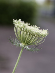 花が終わったノラニンジンくんがお椀型に変形してきた