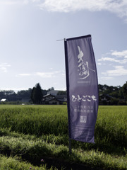 いちおし酒造、大信州さんの契約田んぼの旗